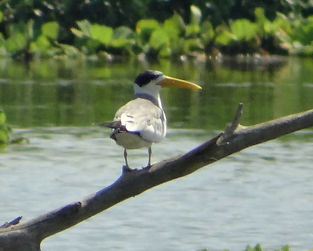 Large-billed Tern