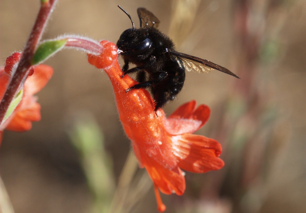 Large Carpenter Bees - Types of Bees in Arkansas