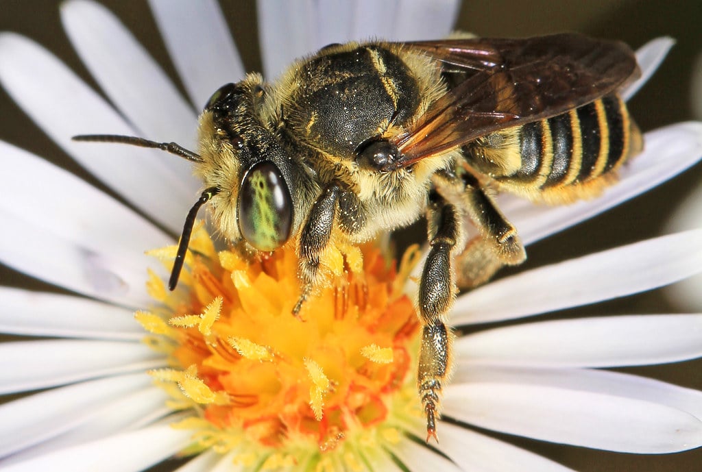 Leaf Cutter Bees
