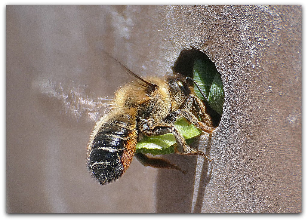 Leafcutter Bees