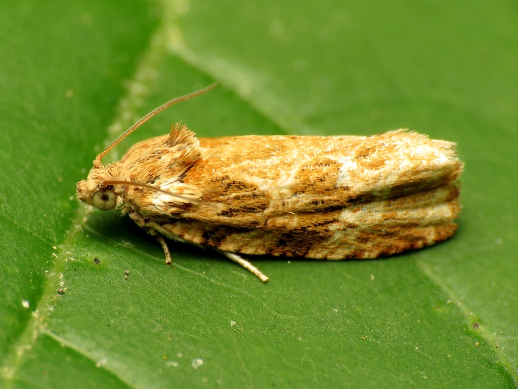 Leafroller Moth