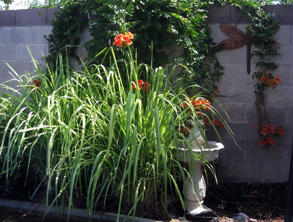 Lemongrass - Plants That Repel Mosquitoes