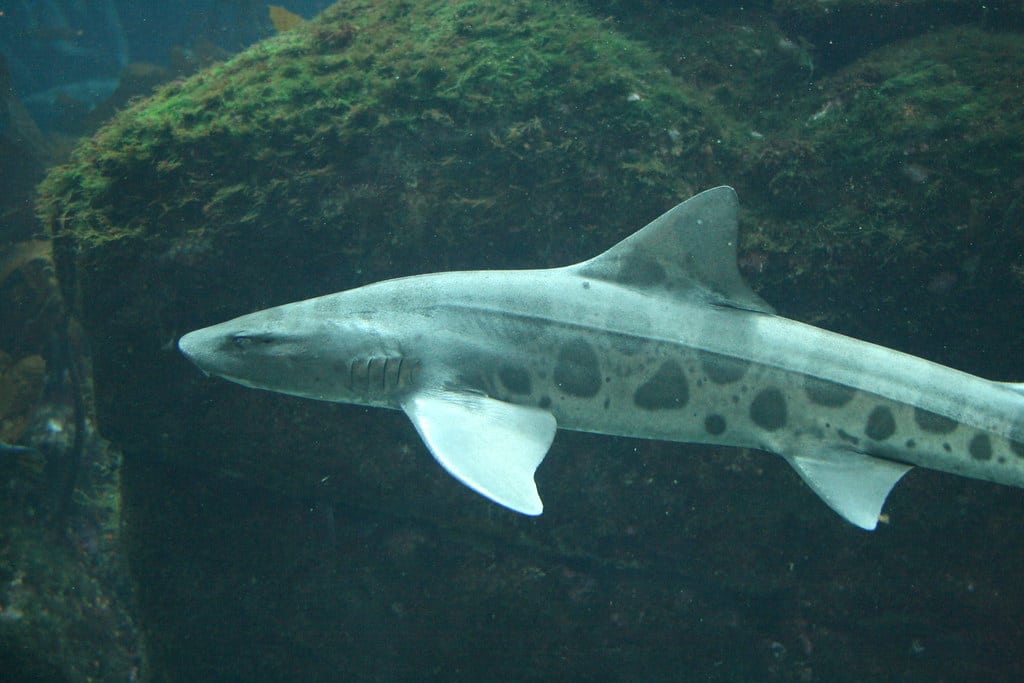 Leopard Shark