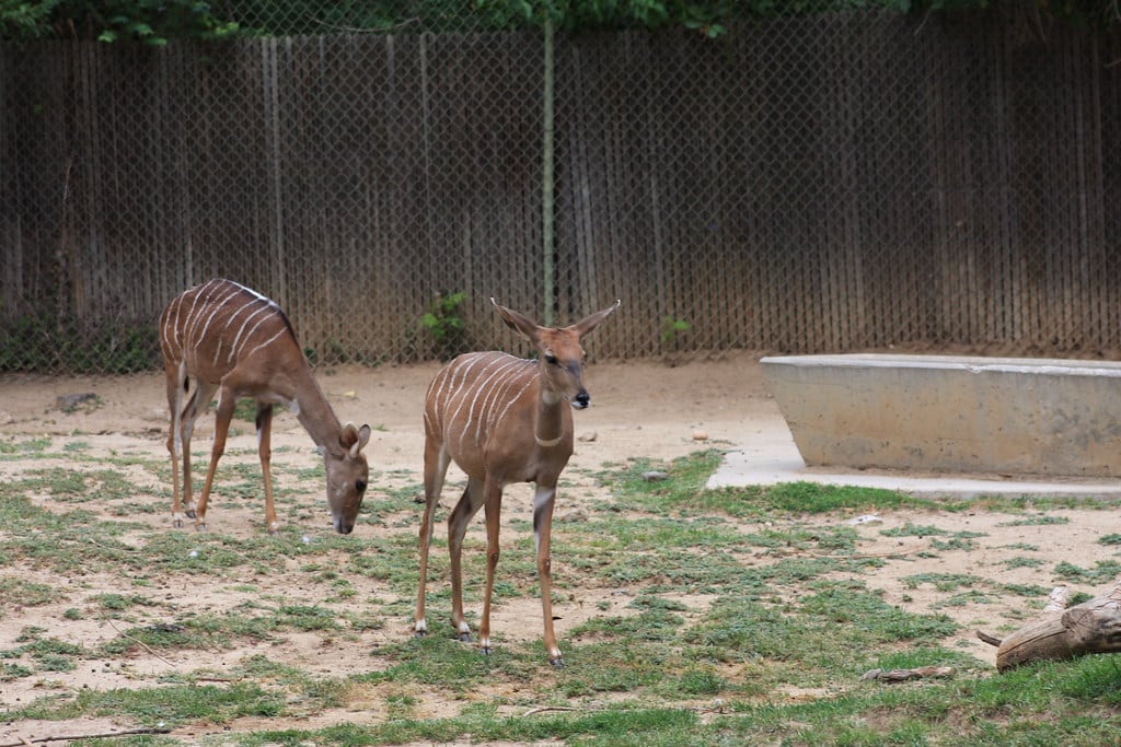 Lesser Kudu