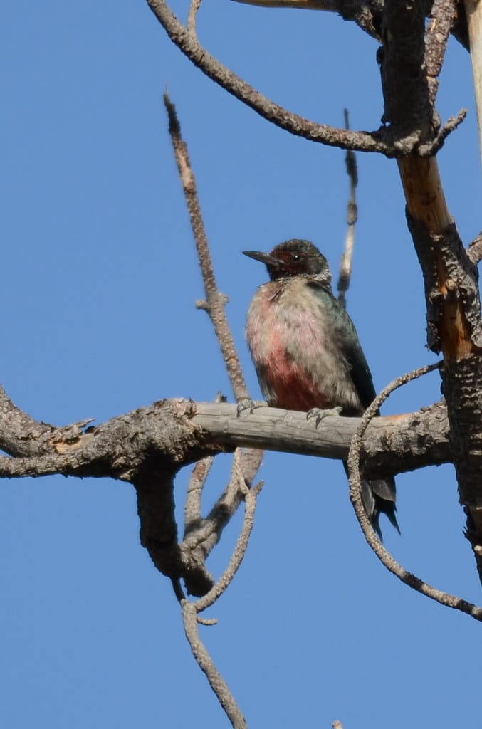 Lewis’s Woodpecker
