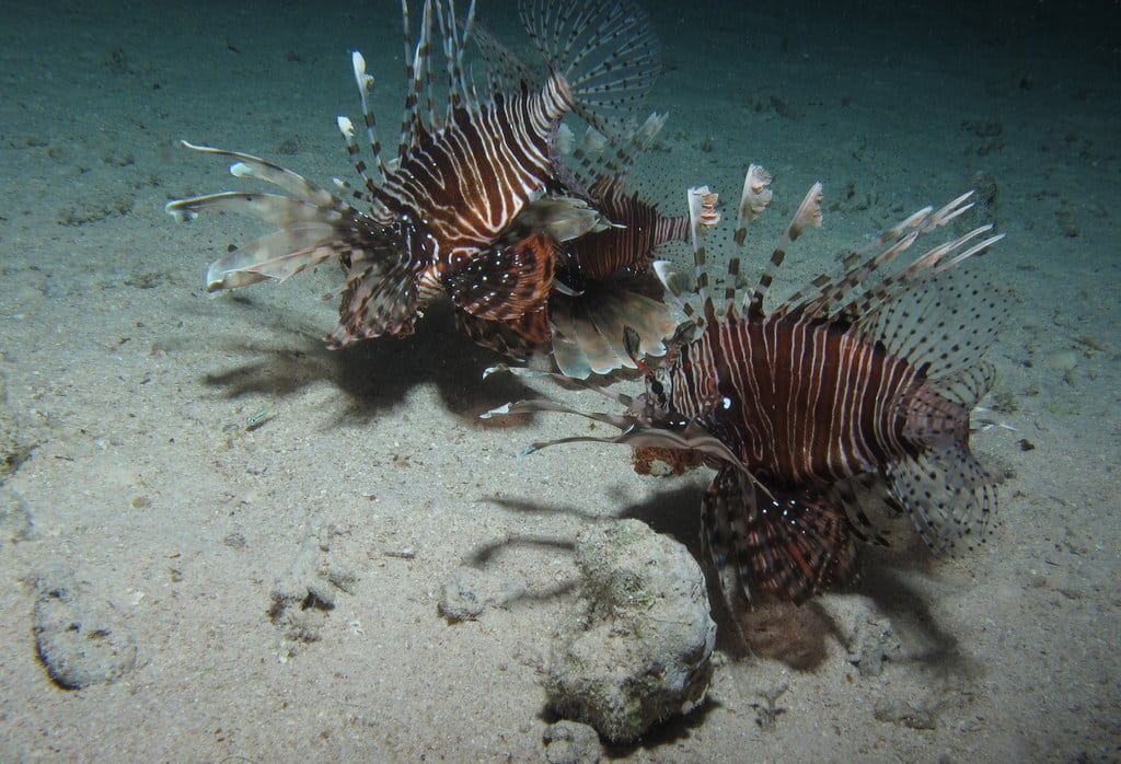 Lionfish