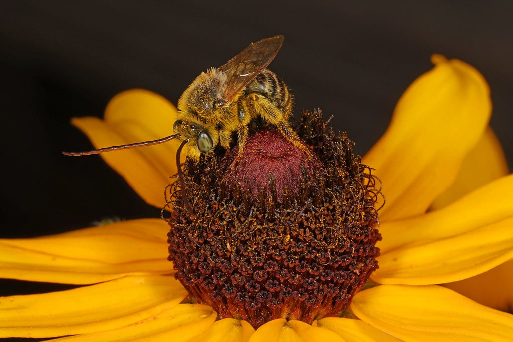 Long-Horned Bees - Types of Bees in Kansas
