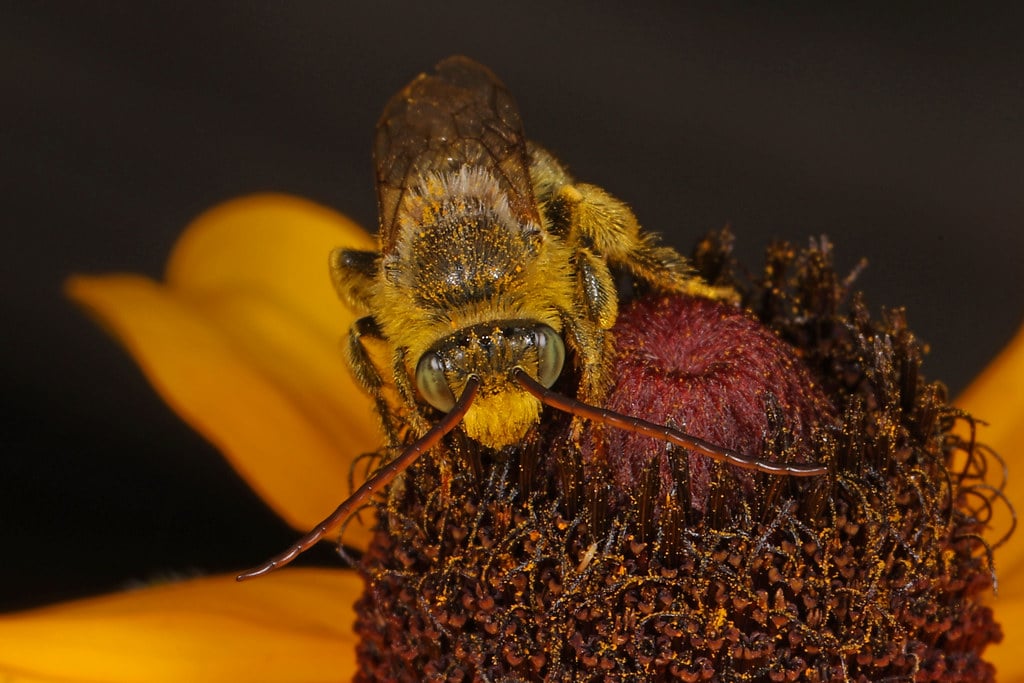 Long-Horned Bees