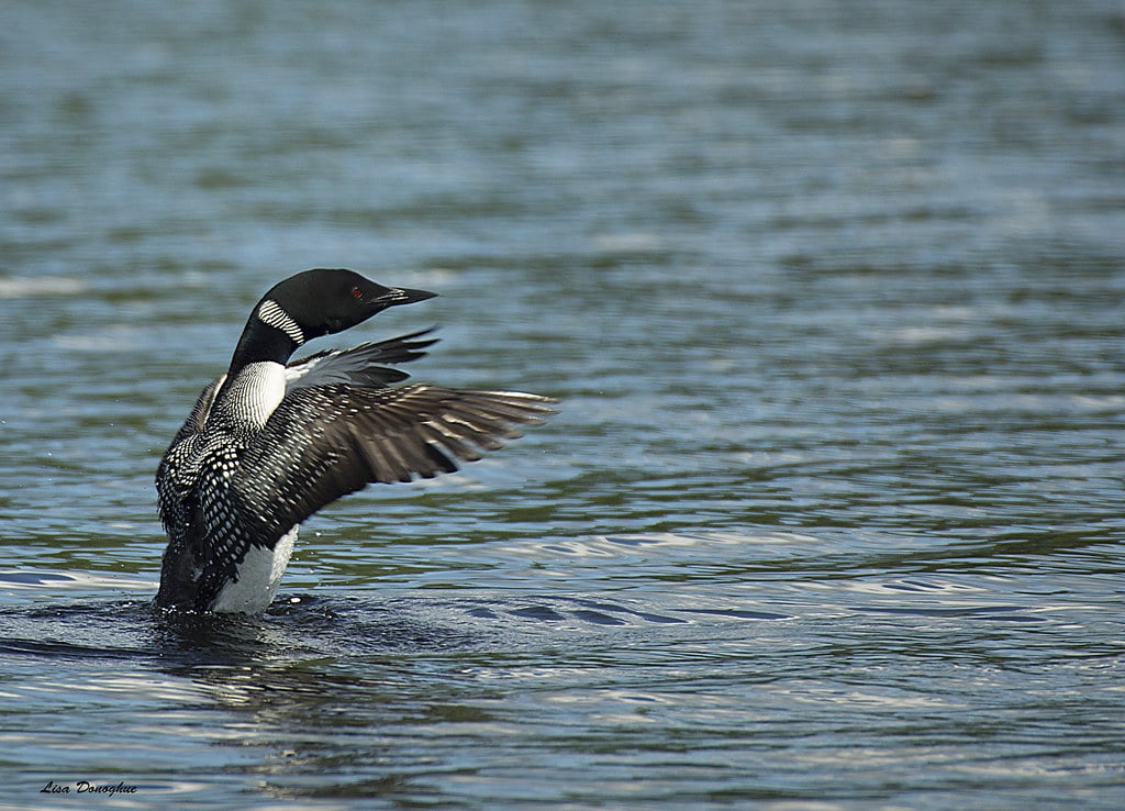 Loons - Different Types of Water Birds