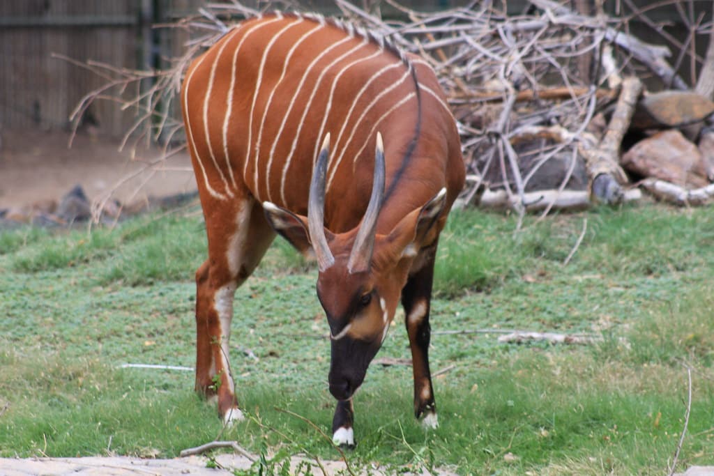 Lowland Bongo