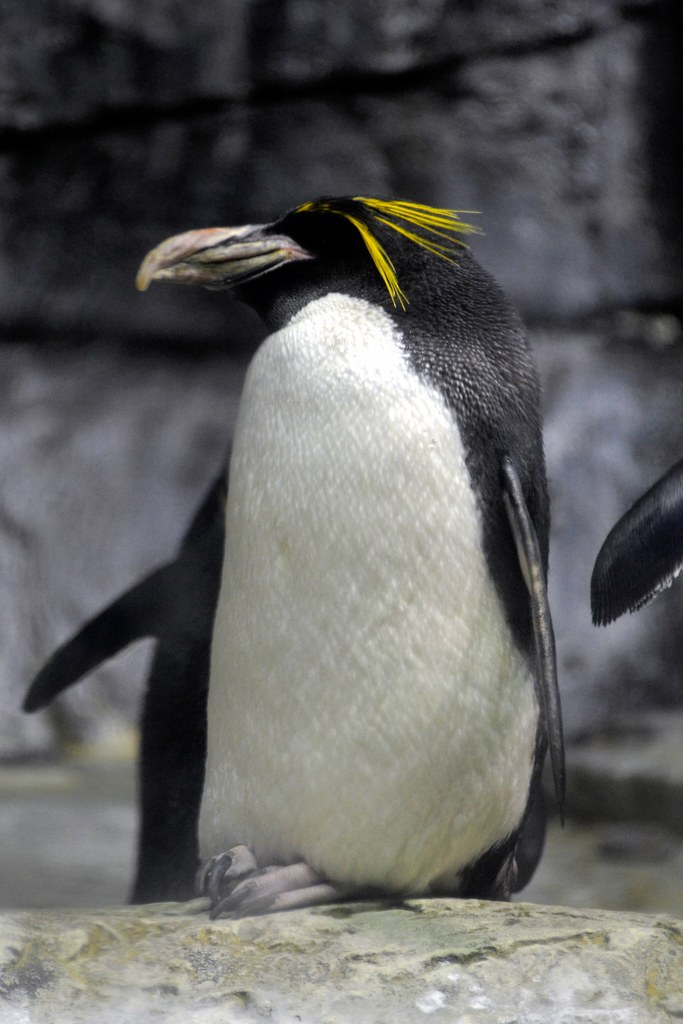 Macaroni Penguin
