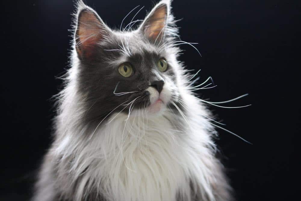Maine Coon Cats