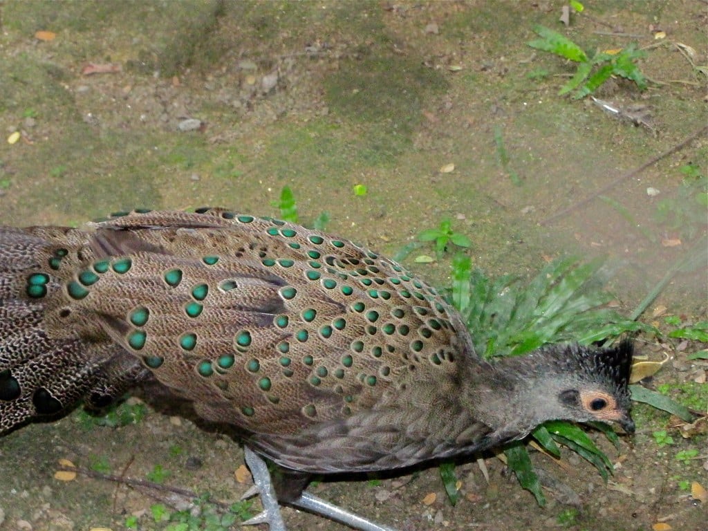 Malayan Peacock Pheasant