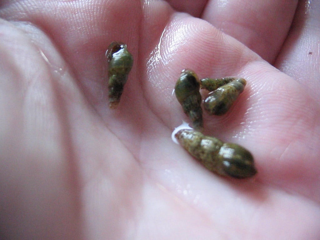 Malaysian Trumpet Snails