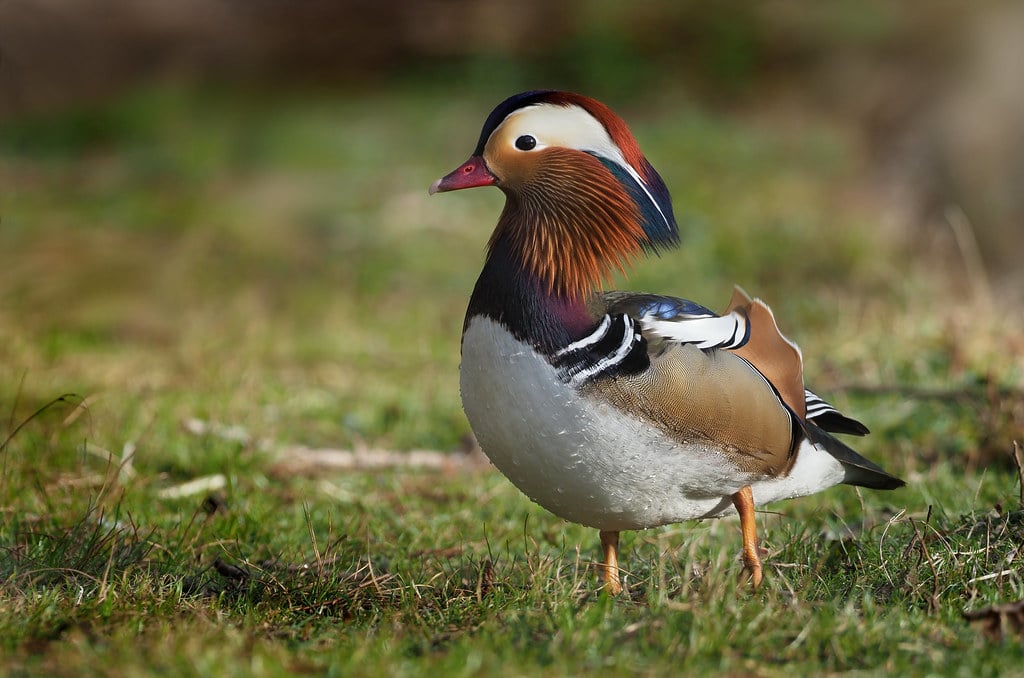 Mandarin Duck - Different Types of Water Birds
