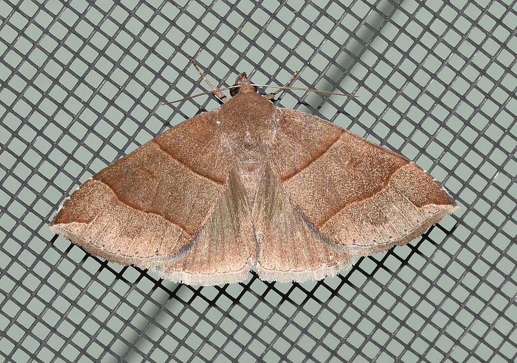 Maple Looper Moth