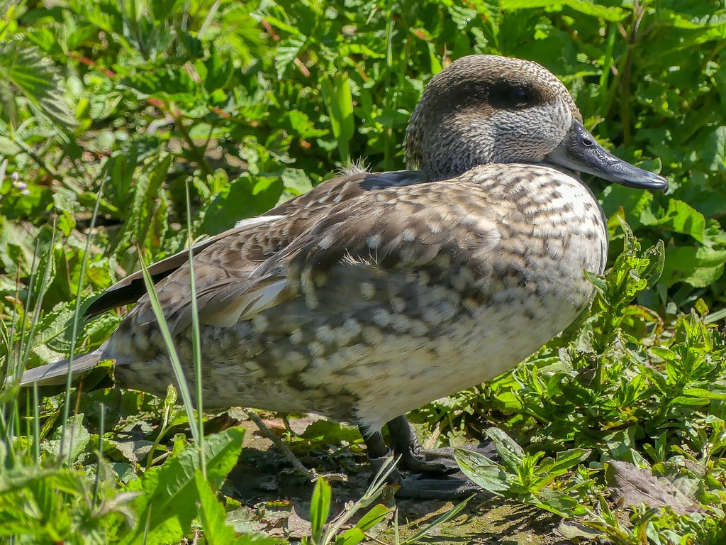 Marbled Duck