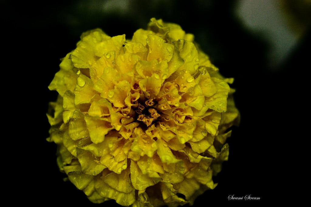 Marigolds