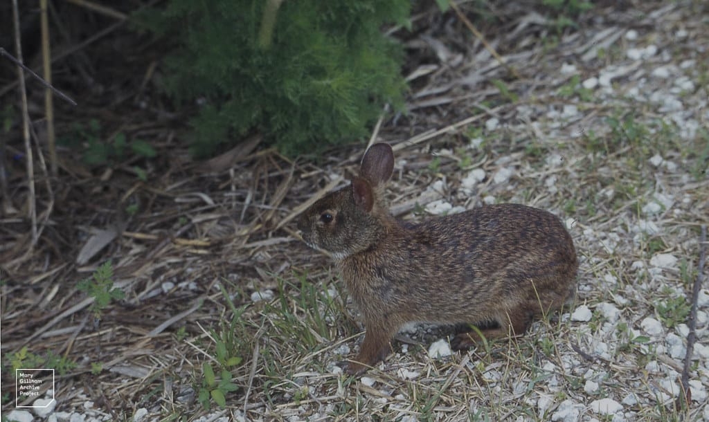 Marsh Rabbit 
