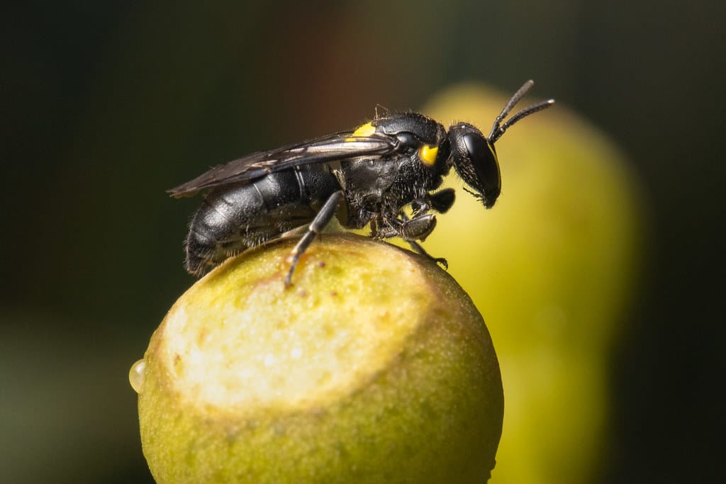 Masked Bees - Types of Bees in Arkansas