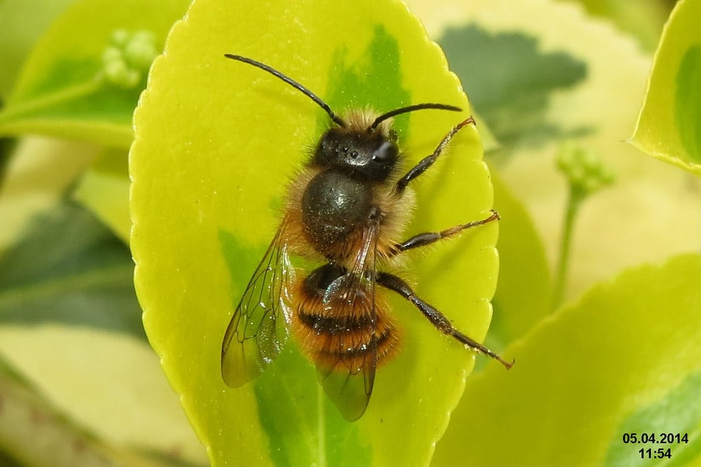 Mason Bees