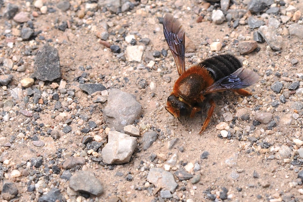Mason Bees - Types of Bees in Arkansas