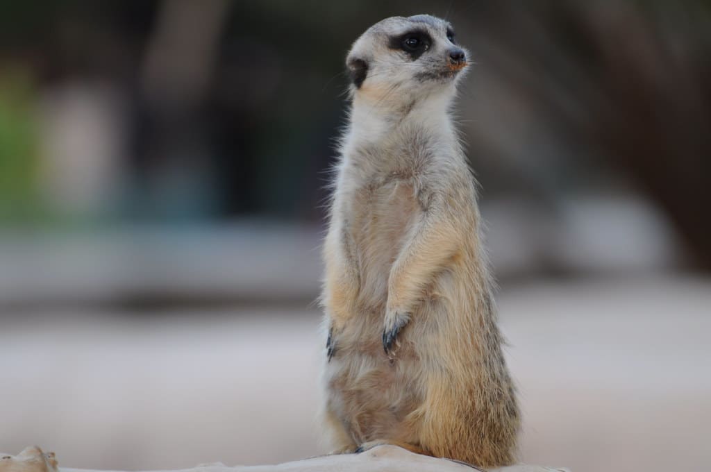 Meerkat