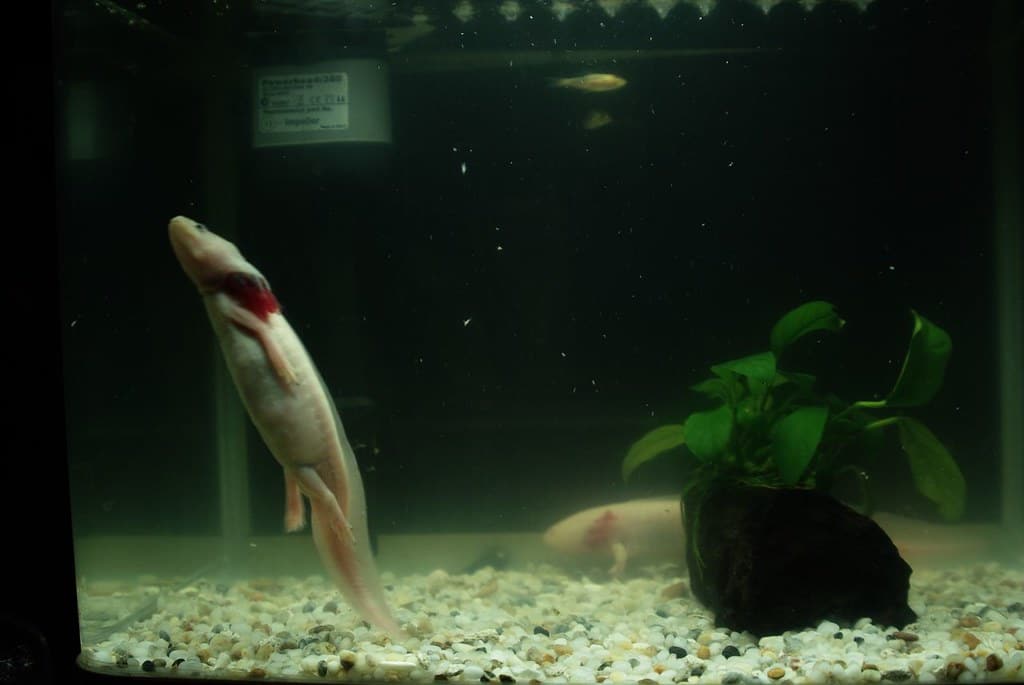 Mexican Walking Fish