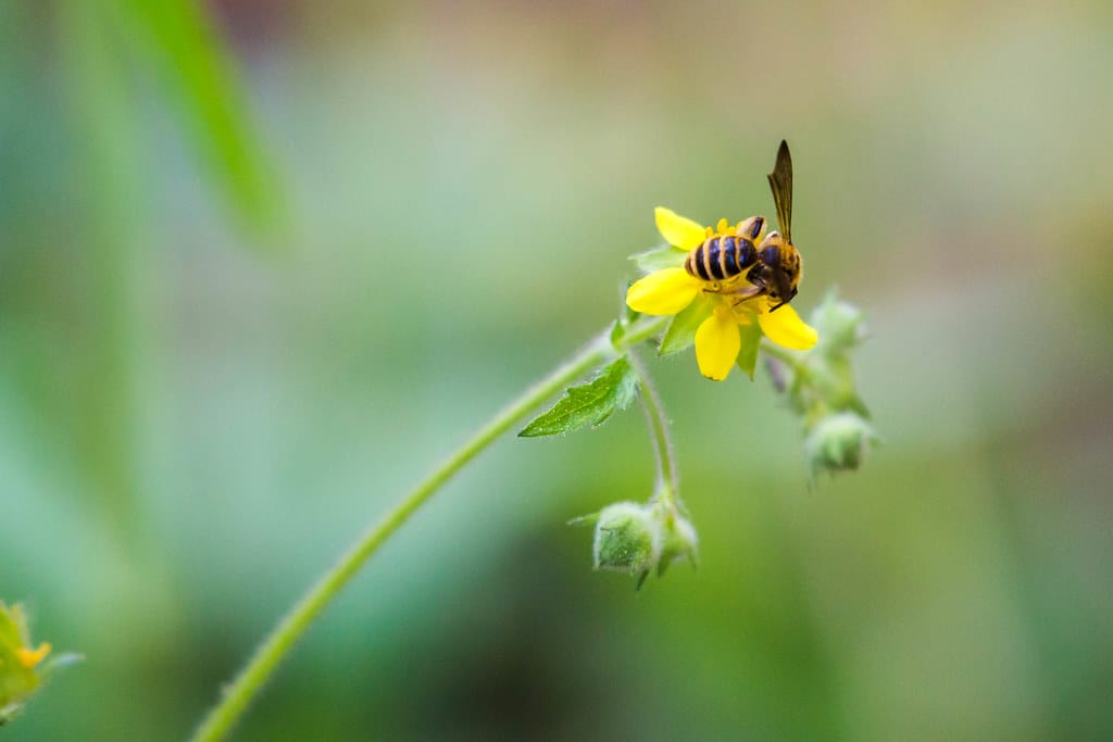 Miner Bees - Types of Bees in Arkansas