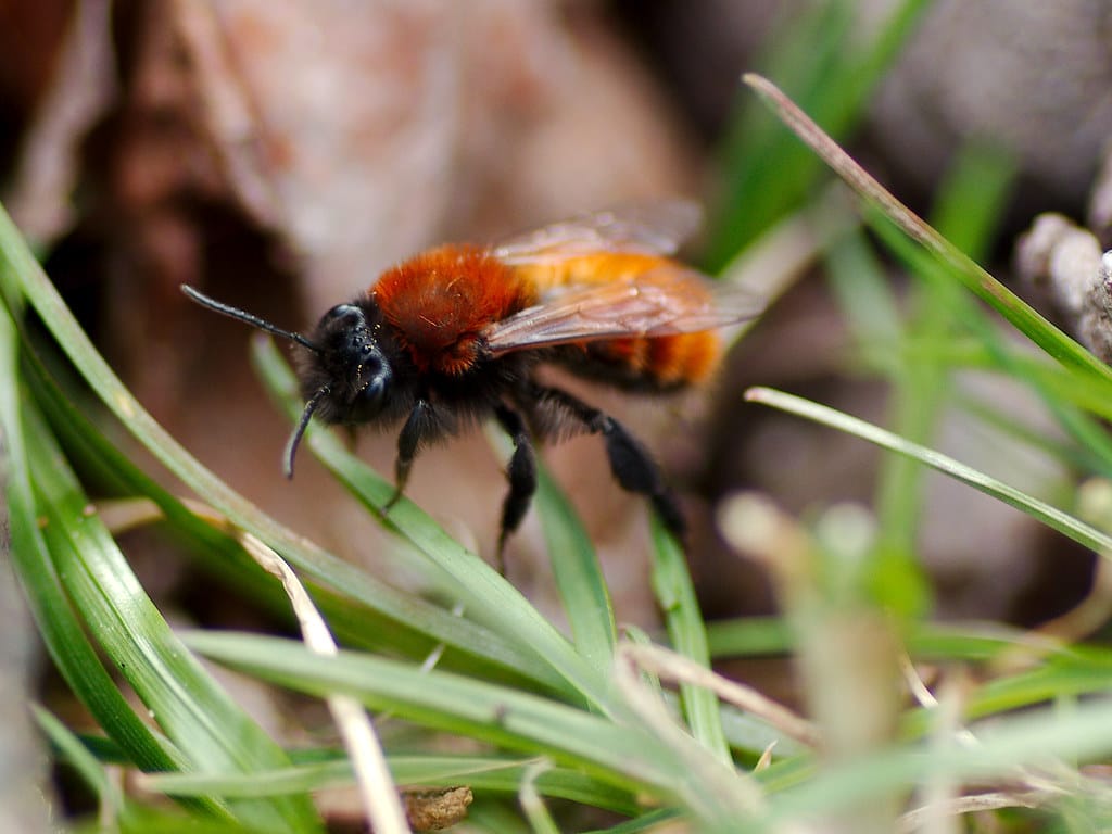 Miner Bees - Types of Bees in Iowa
