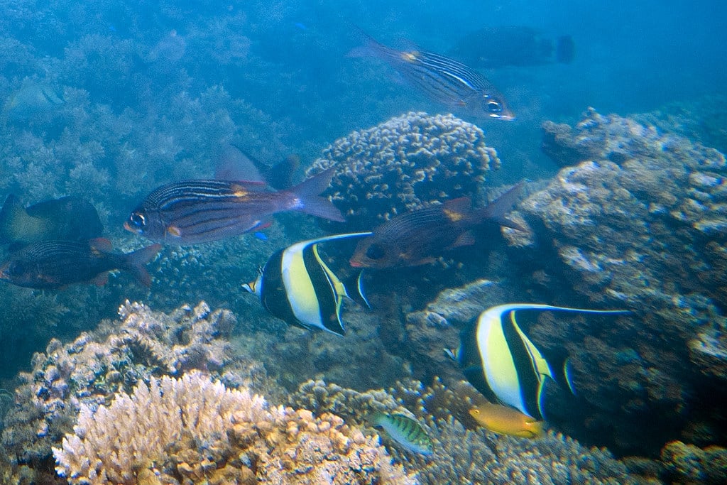 Moorish Idol Fish