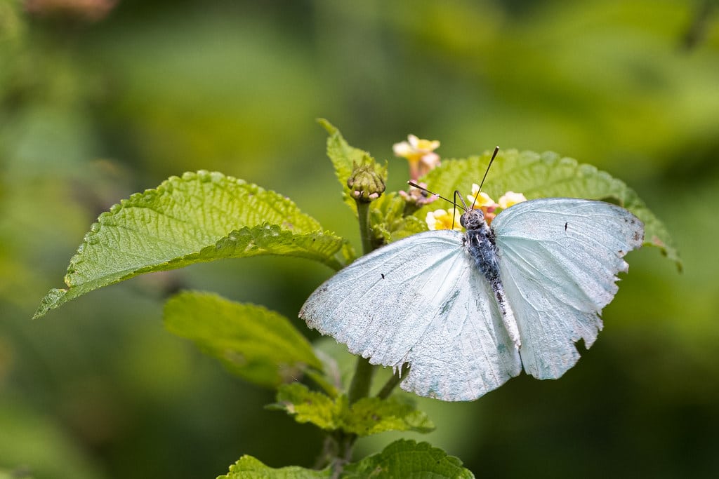 Mottled Emigrant