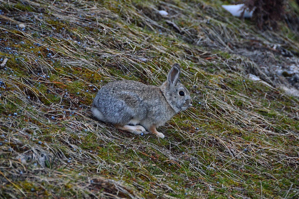 Mountain Cottontail