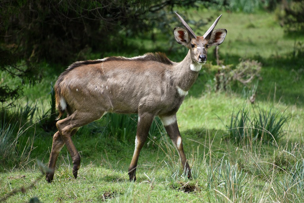 Mountain Nyala