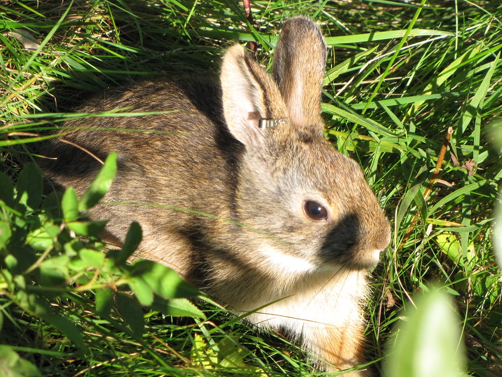 New England Cottontail