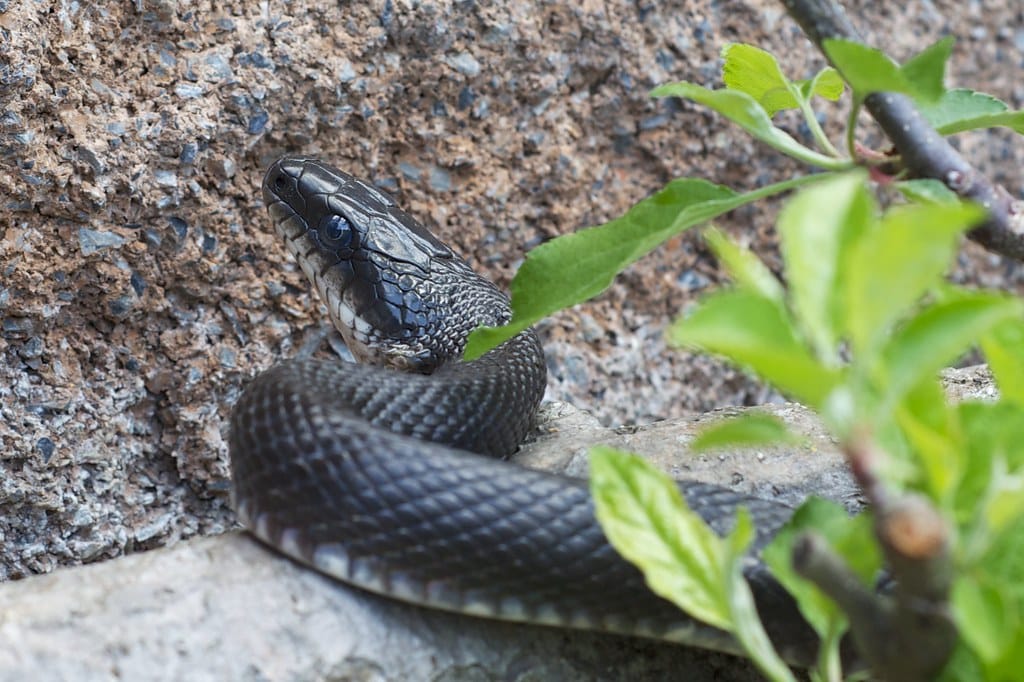 Northern Black Racer - Black Snakes in Pennsylvania