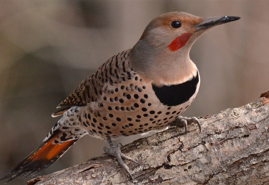Northern Flicker