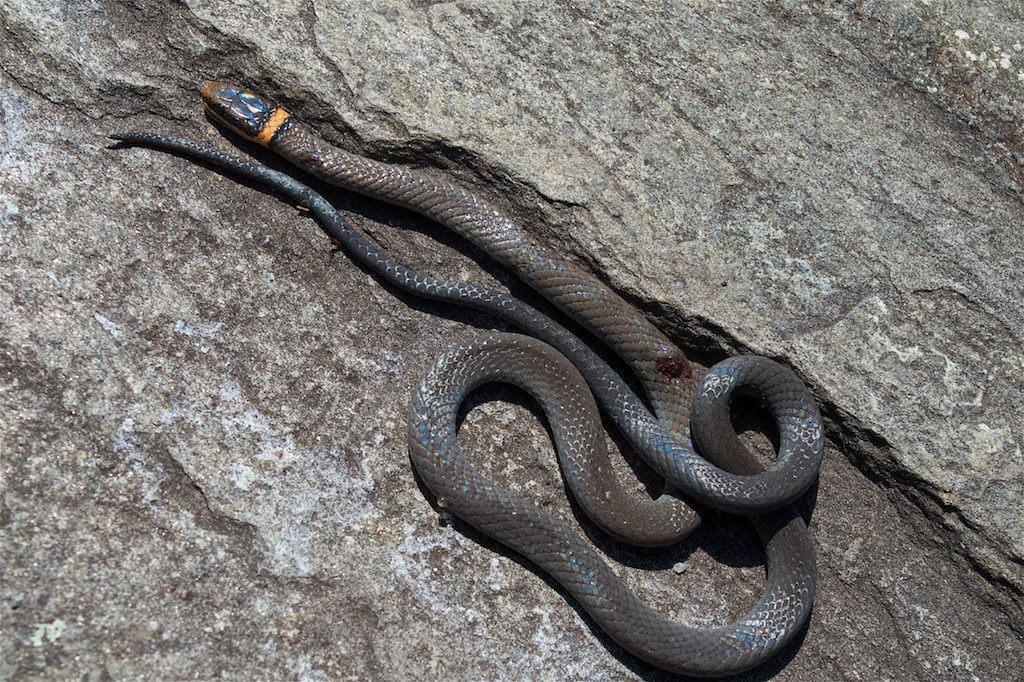 Northern Ring-Necked Snake