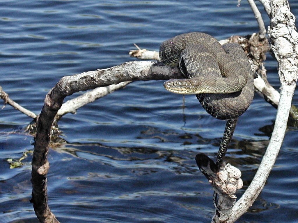 Northern Water Snake