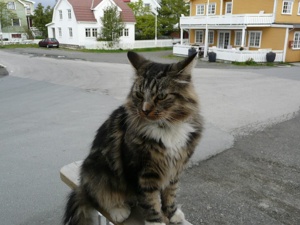 Norwegian Forest Cat - Animals With Yellow Eyes