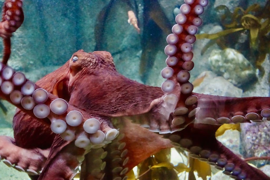 Octopuses