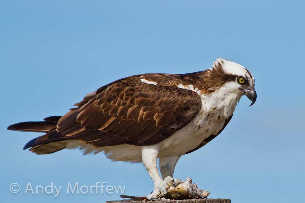 Osprey