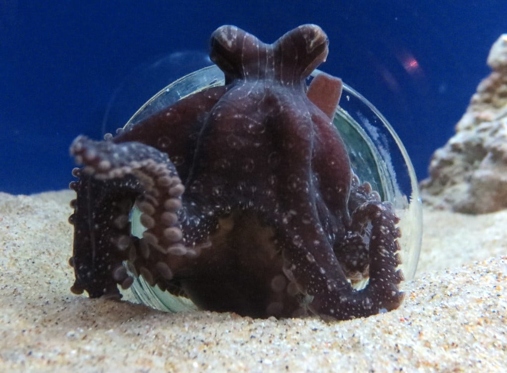 Pacific Striped Octopus