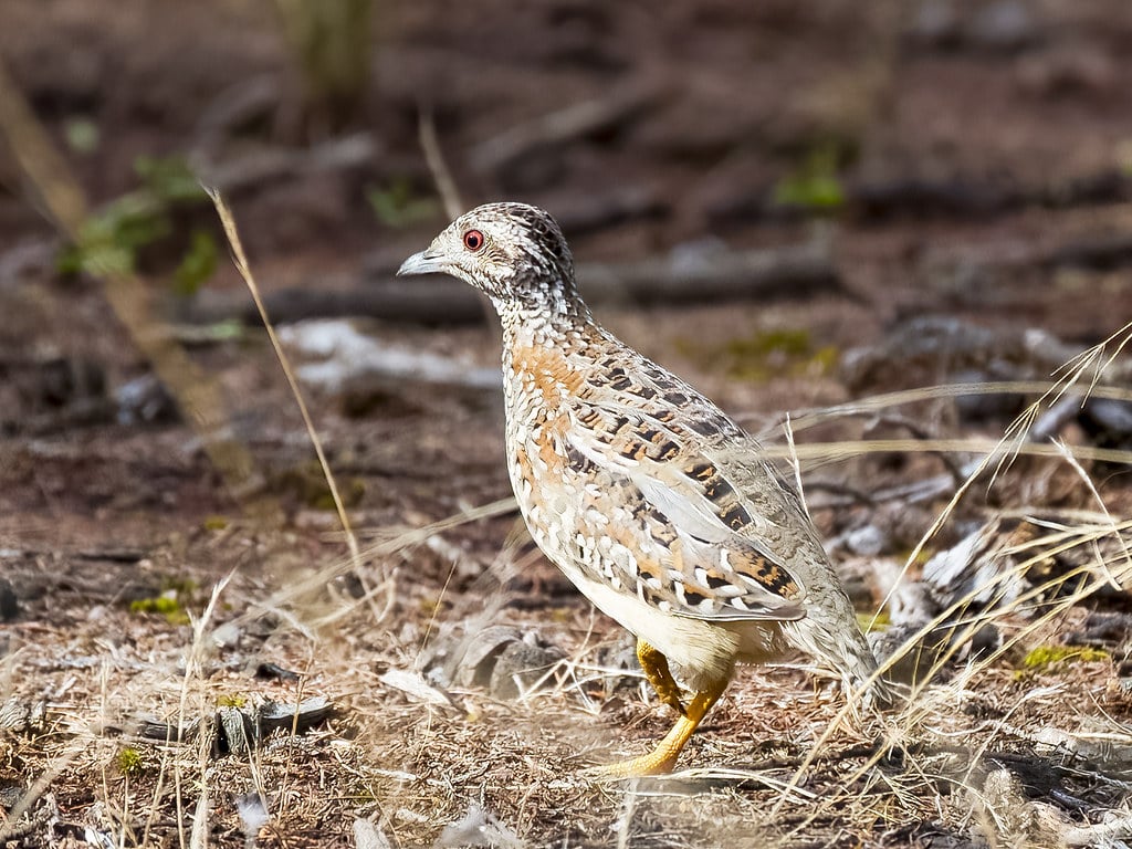 Painted Buttonquail