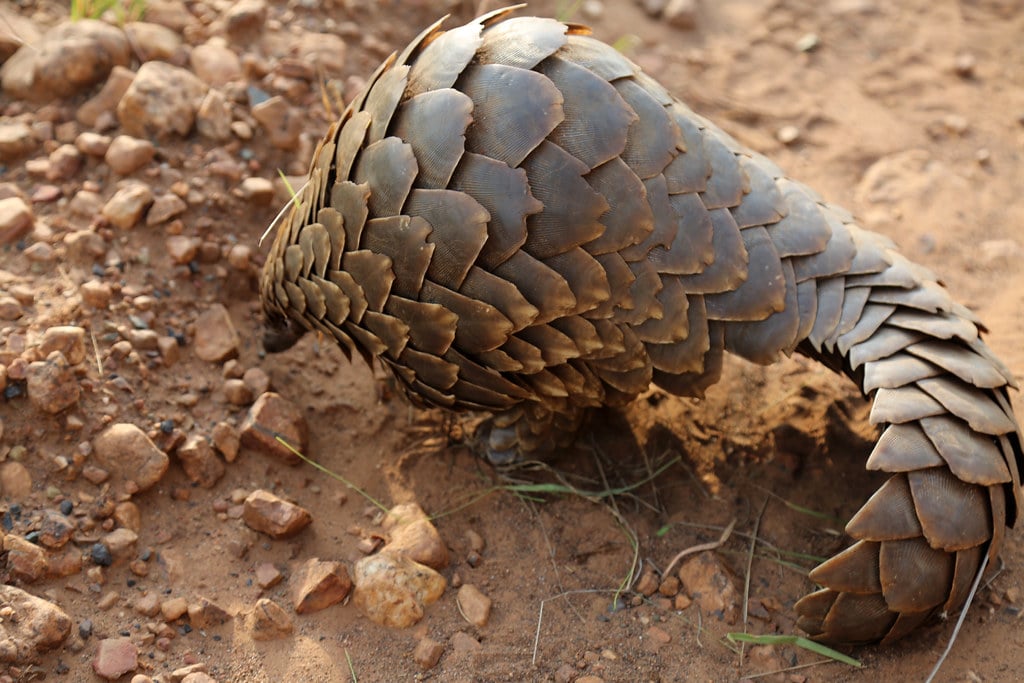 Pangolin