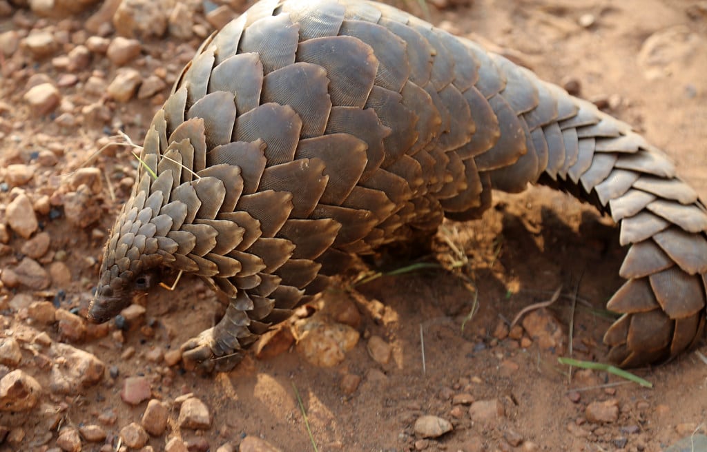 Pangolins