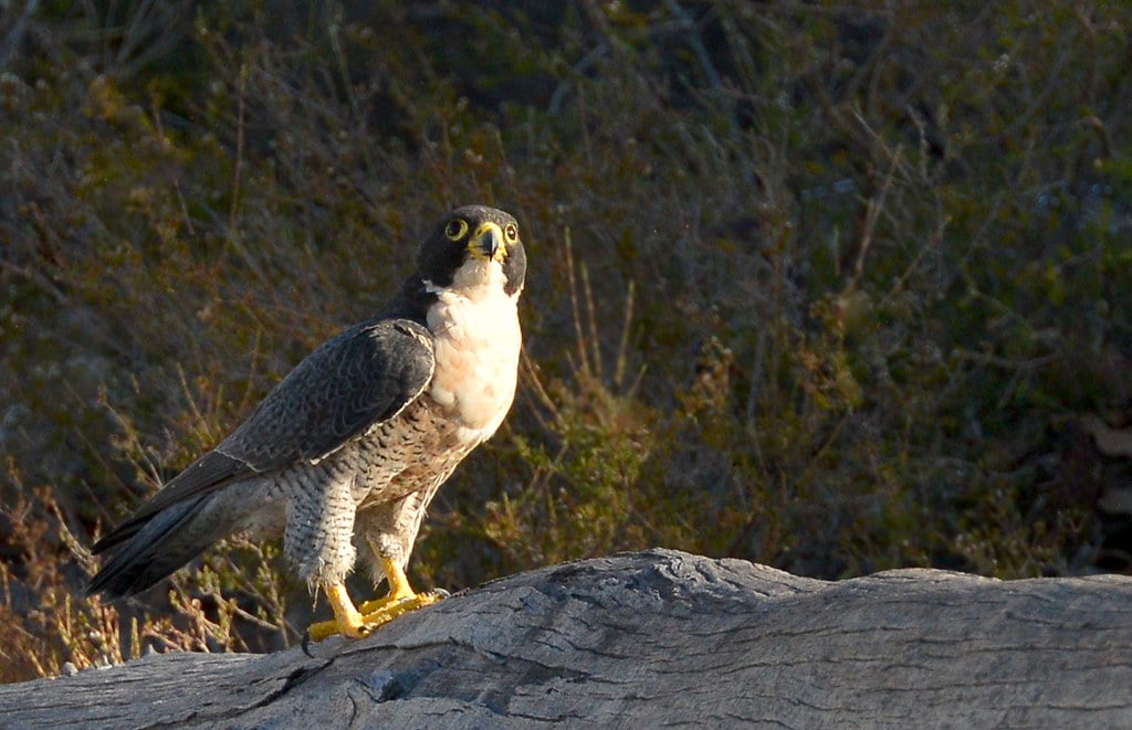 Peregrine Falcon