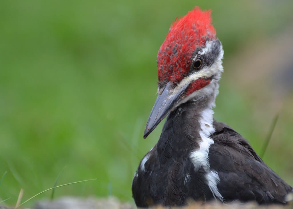 Pileated Woodpecker - woodpeckers in Oregon