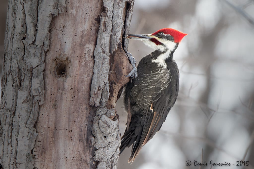 Pileated Woodpecker