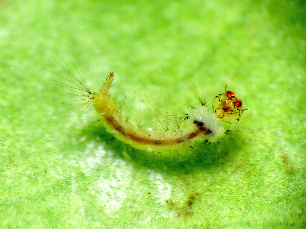 Pitcher Plant Mosquito